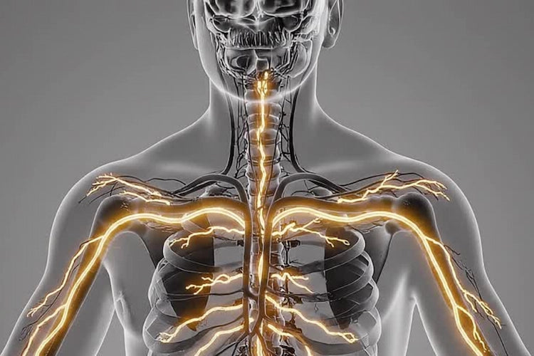 Anatomical illustration of a human body with highlighted nervous system on a gray background