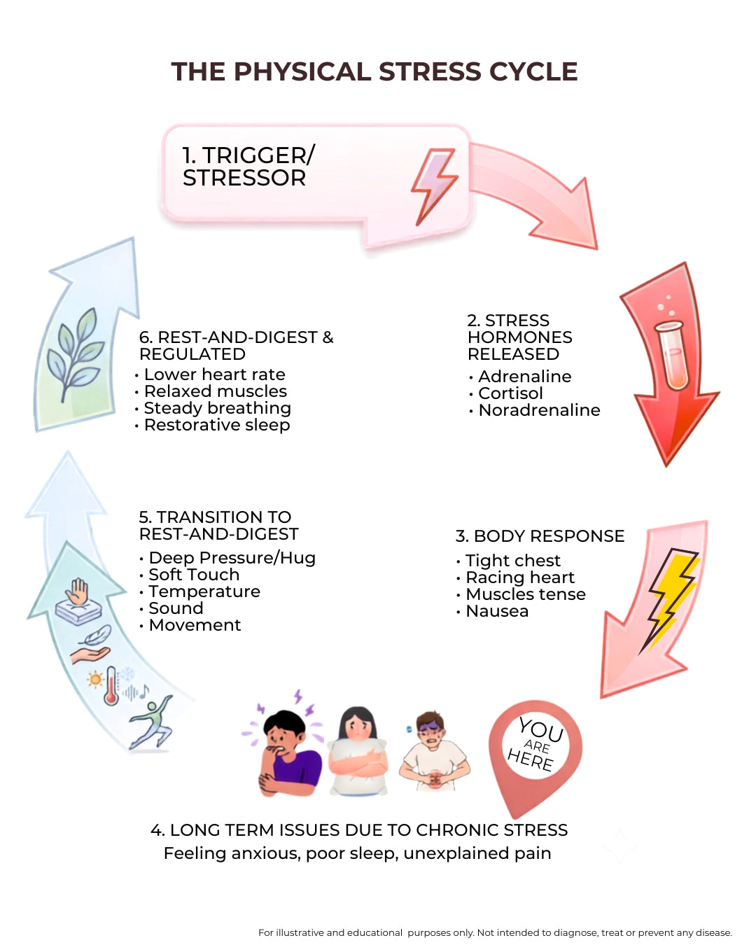 An educational infographic titled 'THE PHYSICAL STRESS CYCLE' showing a circular diagram with numbered steps from trigger/stressor to long-term issues, including text labels and small illustrative icons of people.
